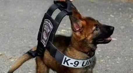 警犬在训练过程中，打起了瞌睡：不听不听，乌龟念经