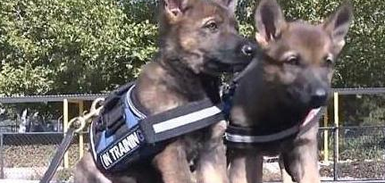 警犬在训练过程中，打起了瞌睡：不听不听，乌龟念经