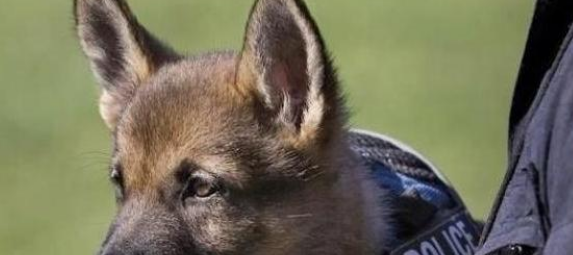 警犬在训练过程中，打起了瞌睡：不听不听，乌龟念经