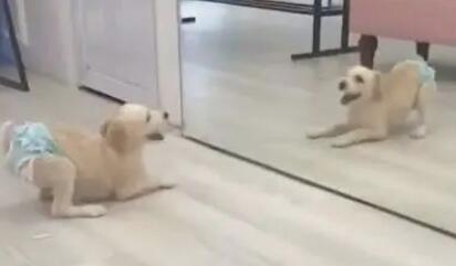 狗狗在穿婴儿尿布立在镜子前，这一幕瞬间无法控制！