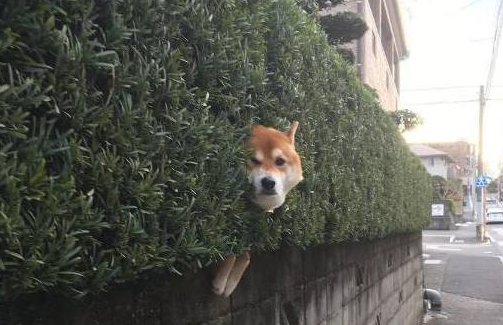 主人带柴犬出来转悠，結果每次都走丢，最终竟在那样的地点寻找它