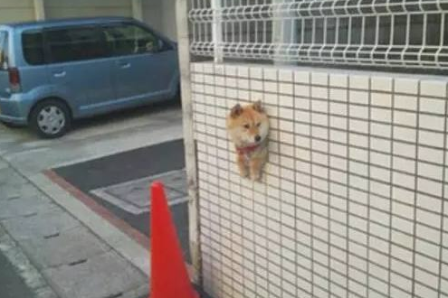 主人带柴犬出来转悠，結果每次都走丢，最终竟在那样的地点寻找它