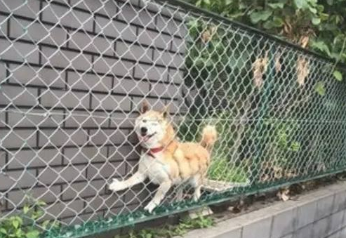 主人带柴犬出来转悠，結果每次都走丢，最终竟在那样的地点寻找它