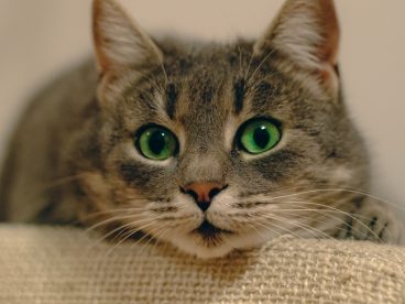 正在发呆的可爱小萌猫摄影图片