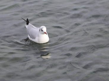 湖中浮水海鸥图片