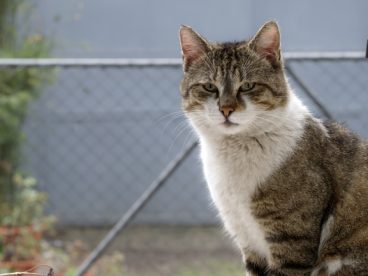蹲坐在护栏网边上的小猫图片