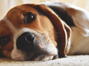 慵懒的拉布拉多犬图片