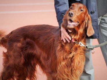 纯种史宾格犬图片