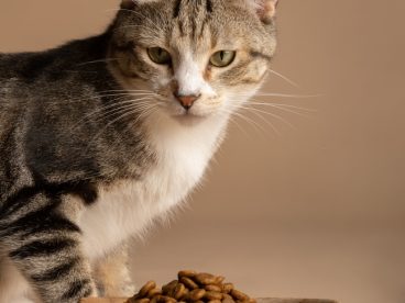 可爱小猫吃猫粮摄影图片