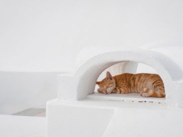 可爱橘猫睡觉图片
