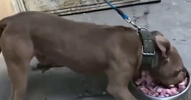 主人中途打断比特犬吃饭,以为没啥事呢