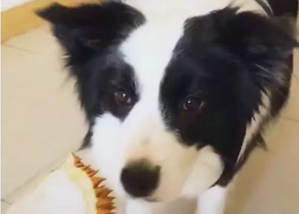 狗狗被主人坑骗闻榴莲皮,捂鼻部十分的成熟,段子手上身!