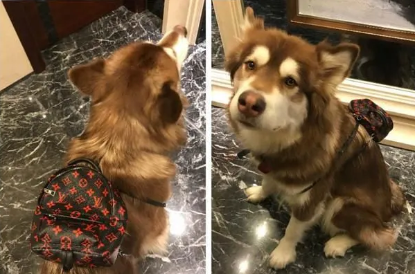 同宠不同命！陈伟霆家狗衣服穿到起球，宋茜家的宠物猪衣服要3090