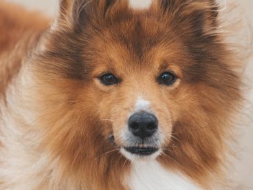 可爱冰岛牧羊犬摄影图片