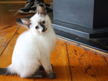 可爱白色宠物猫图片