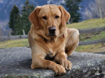 拉布拉多猎犬图片