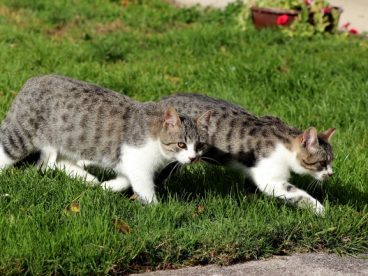 两只宠物猫图片