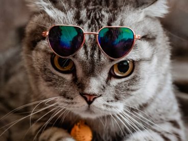 超萌苏格兰折耳猫写真图片
