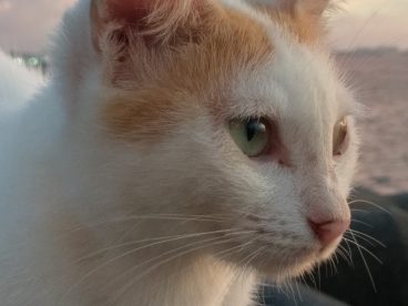 可爱猫咪肖像图片