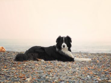 海滩上边境牧羊犬图片