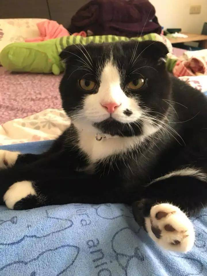 媒婆猫来袭