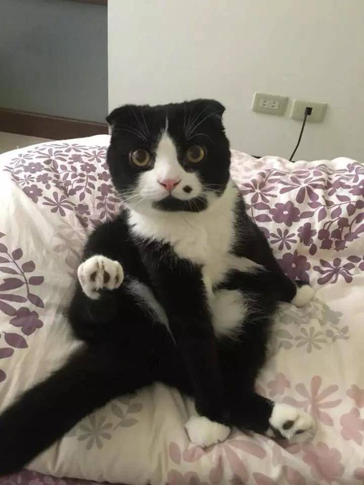 媒婆猫来袭