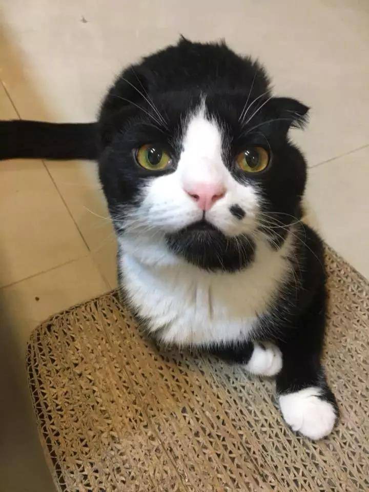 媒婆猫来袭
