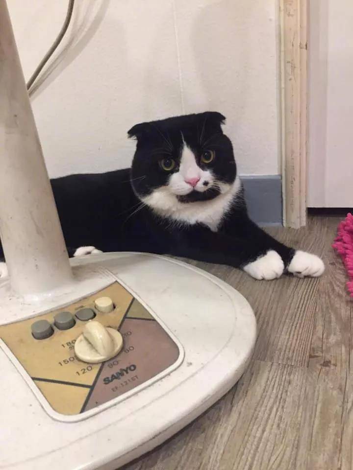 媒婆猫来袭
