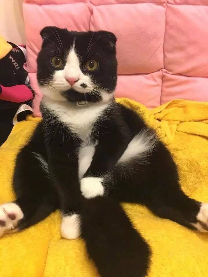 媒婆猫来袭