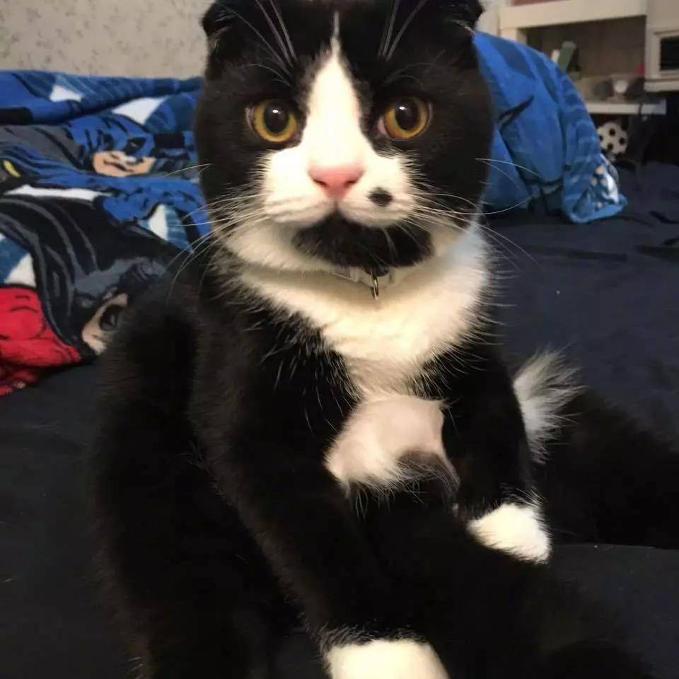 媒婆猫来袭