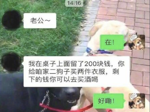 老婆留2百给狗买穿的，老公却将纸箱子套它手上