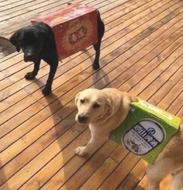 老婆留2百给狗买穿的，老公却将纸箱子套它手上