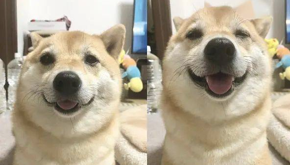 柴犬养了五年，总感觉不对劲，过路人一句话点醒