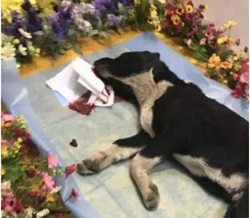 狗狗死了眼睛没闭 | 狗狗死的时候变得皮包骨,眼睛也没闭上！