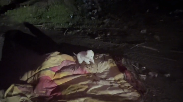 路边小狗饿坏了，看到人还主动靠近！