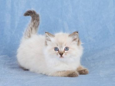 小布偶猫萌死了