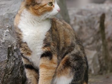 站在石头上的可爱挪威森林猫图片