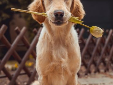 叼着一枝花的拉布拉多犬摄影图片
