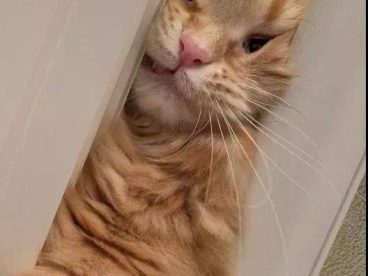 这么可爱的猫咪调皮捣蛋算什么，卖个萌就好了！
