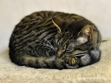 熟睡的小猫图片