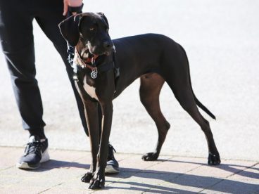 赛级杜宾犬图片