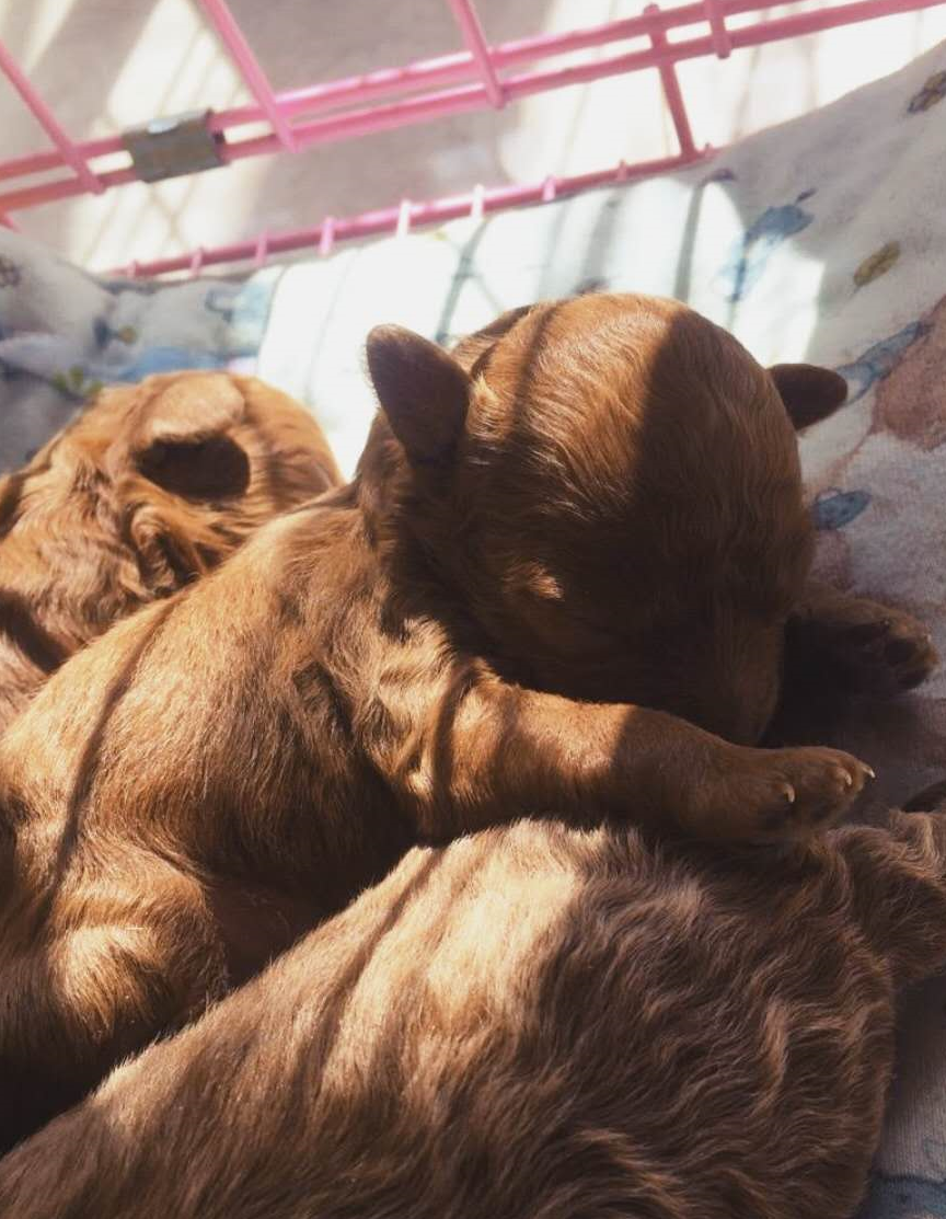 好心人捡到一只泰迪犬,一周后笑着带给主人一个惊喜
