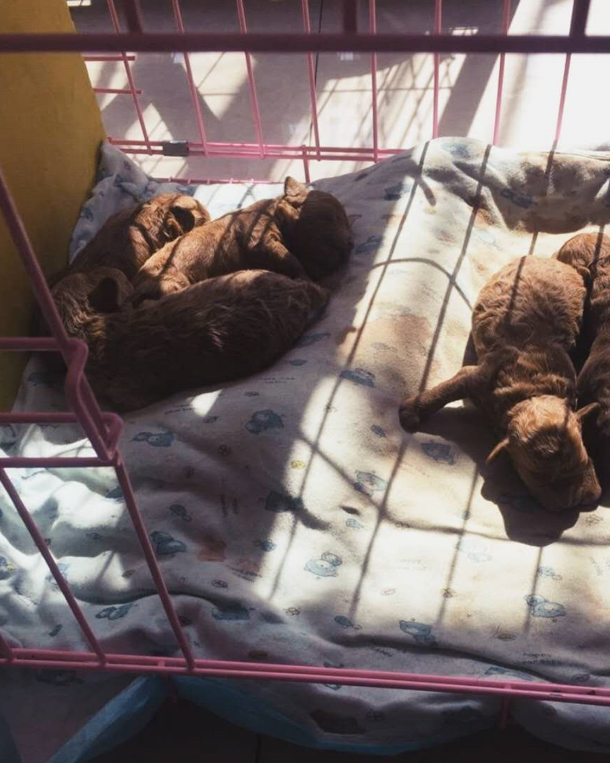 好心人捡到一只泰迪犬,一周后笑着带给主人一个惊喜