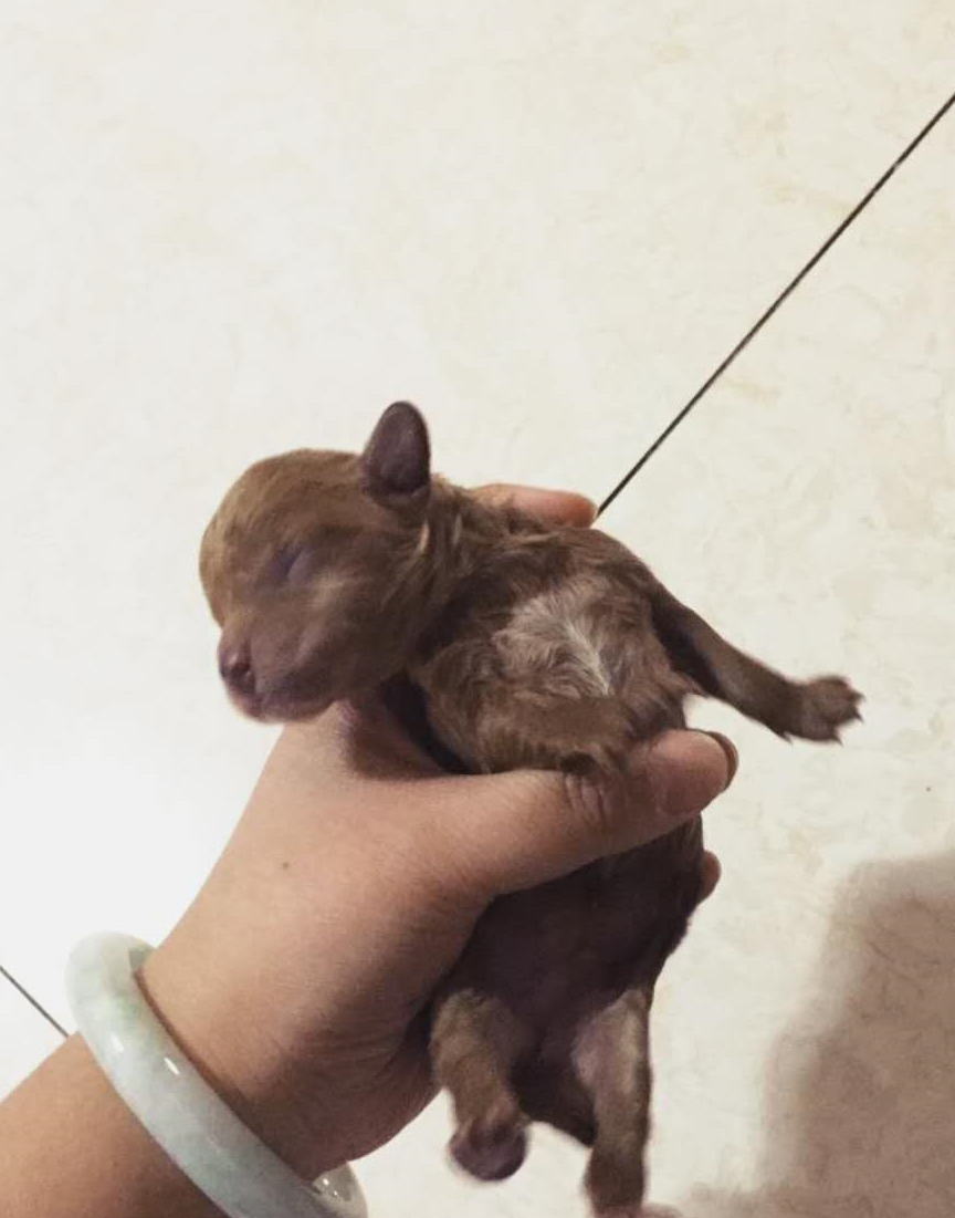 好心人捡到一只泰迪犬,一周后笑着带给主人一个惊喜