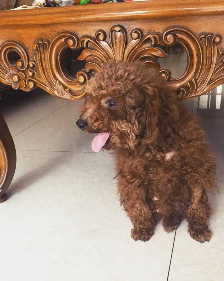 好心人捡到一只泰迪犬,一周后笑着带给主人一个惊喜