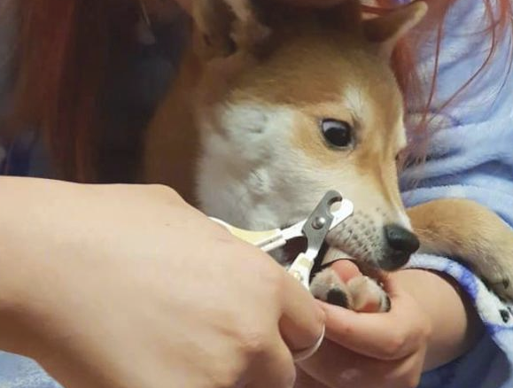主人家给柴犬剪指甲，它的表情太浮夸都翻眼了：啊，剪到我的肉啦
