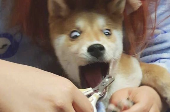 主人家给柴犬剪指甲，它的表情太浮夸都翻眼了：啊，剪到我的肉啦