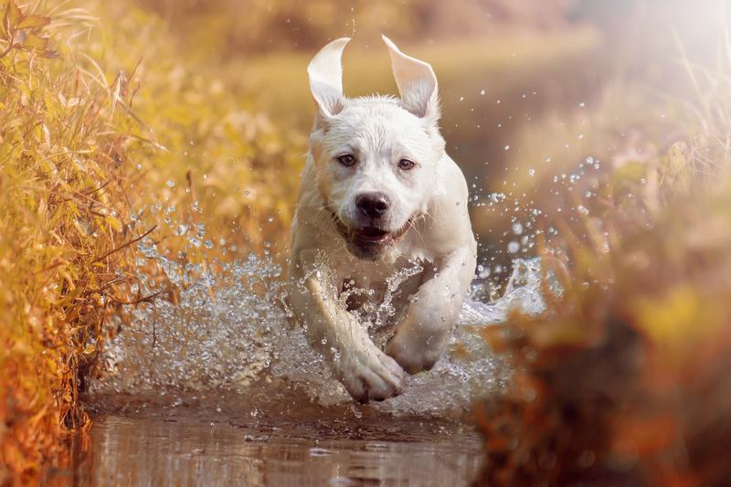 边境牧羊犬品种介绍：聪明、友好与独立的独特气质