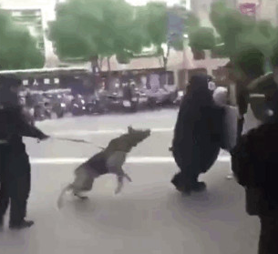 网红熊本熊在广场被警犬追咬，警察：稍息立正，你是警犬不是泼妇