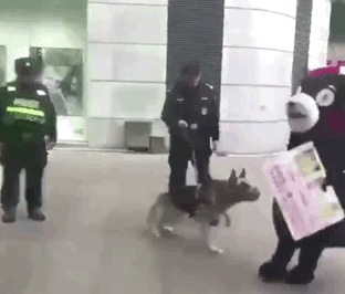 网红熊本熊在广场被警犬追咬，警察：稍息立正，你是警犬不是泼妇